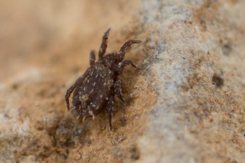 Nothrus pulchellus